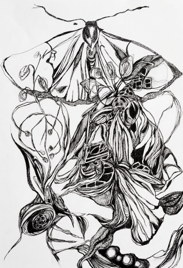 Moth. Pen on Paper. A3. $250